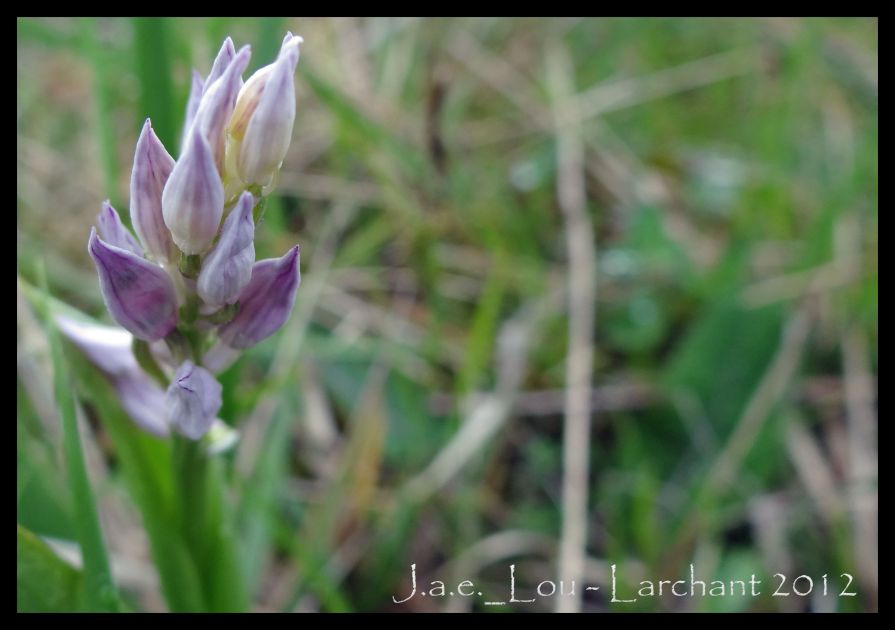 Cephalanthera damasonium - Céphalanthère de Damas